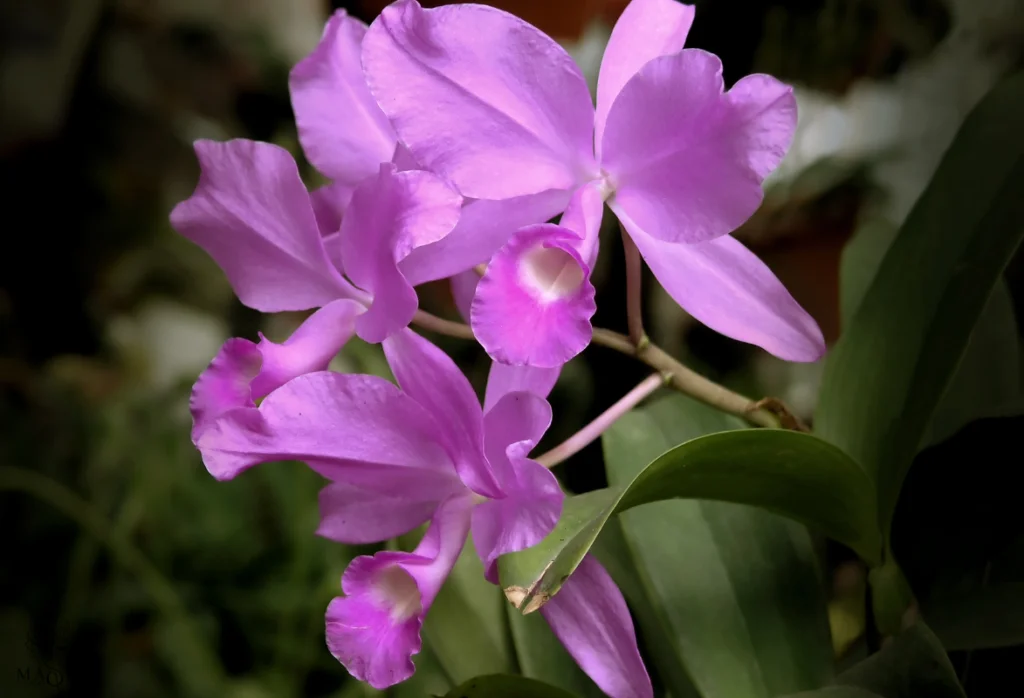 Arreglo floral de Orquídea (Cattleya skinneri)