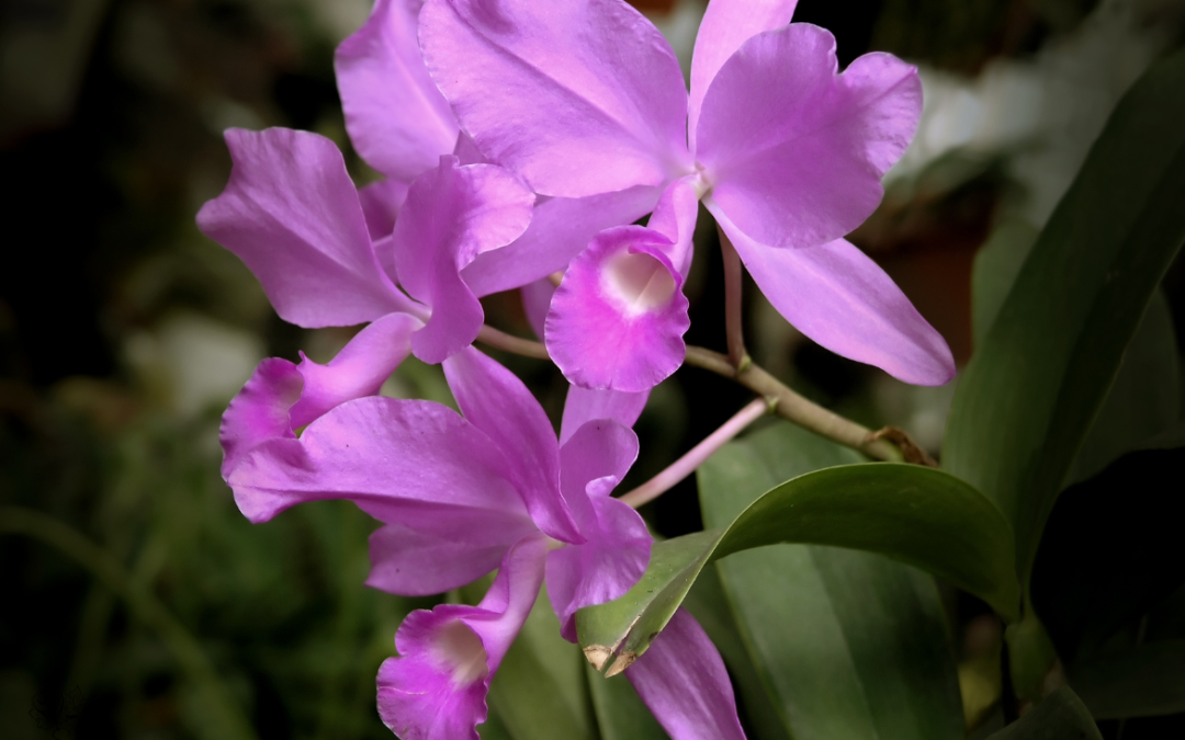 Arreglo floral de Orquídea (Cattleya skinneri), Beneficios de usar flores locales en tus eventos