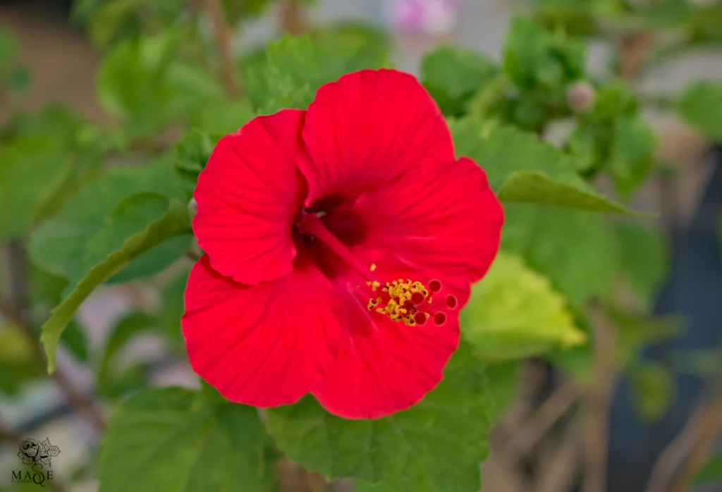 Arreglo floral de Flor de Cayena (Hibiscus rosa-sinensis)