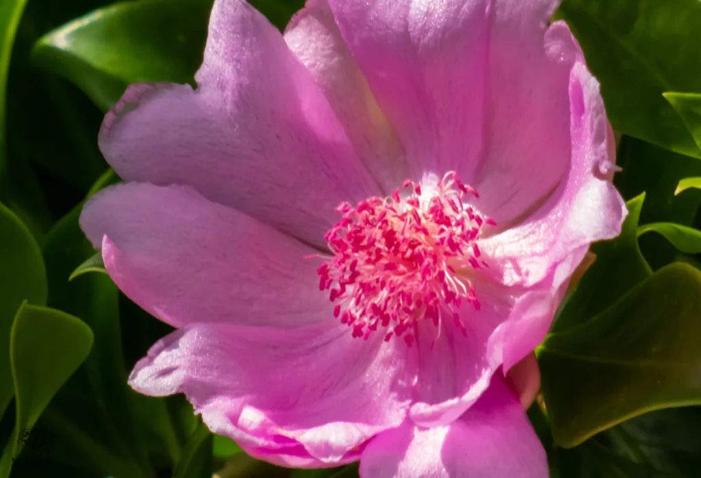 Arreglo floral de Rosa de Bayahíbe, Top 6 Flores de República Dominicana