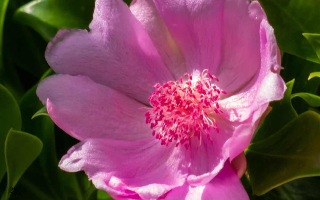 Arreglo floral de Rosa de Bayahíbe, Top 6 Flores de República Dominicana