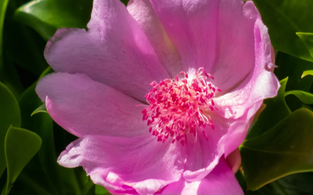 Arreglo floral de Rosa de Bayahíbe, Top 6 Flores de República Dominicana
