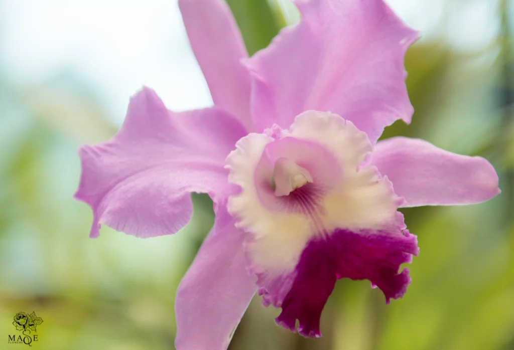 Arreglo floral de Orquídea Cattleya (Cattleya Labiata)