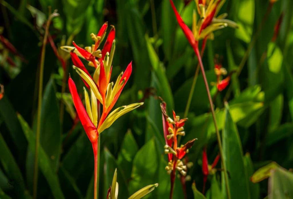 Arreglo floral de Heliconia (Heliconia Psittacorum)