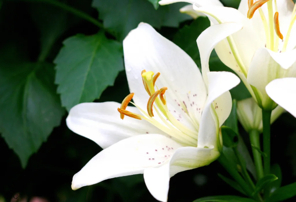 Arreglo floral de Lirio (Lilium)
