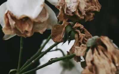 Cómo Conservar un Arreglo Floral