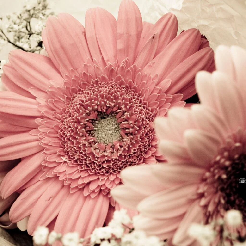 Las 14 flores para boda más conocidas ¿Cuáles usarías?, image size:1024x1024