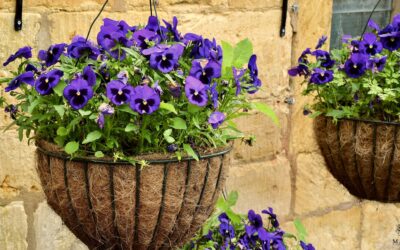 Arreglos Florales con Plantas en Macetas: Tendencia en Decoración Sostenible