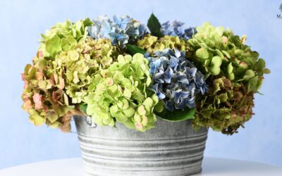 Cómo conservar Arreglos de Hortensias en climas Tropicales por más tiempo